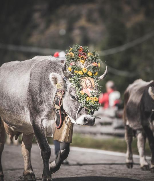 tv-ratschings-tradition-almabrieb-ridnaun-kot-4846