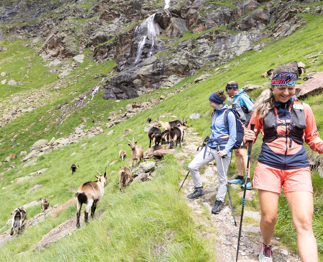 sieben-seen-wanderung-ziegen