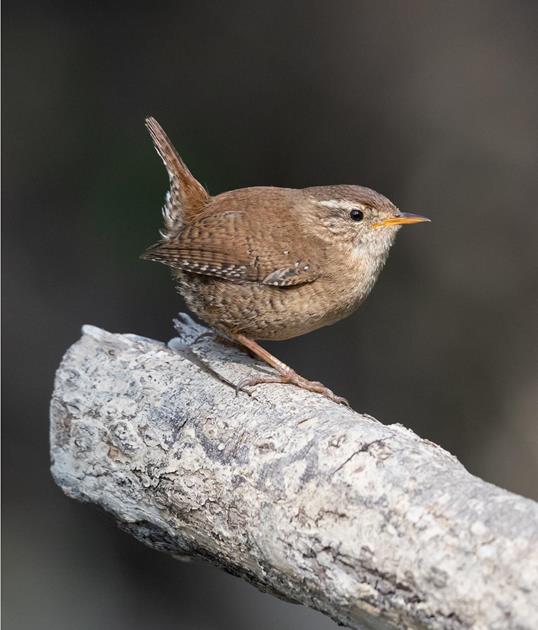 gilfenklamm-zaunkoenig