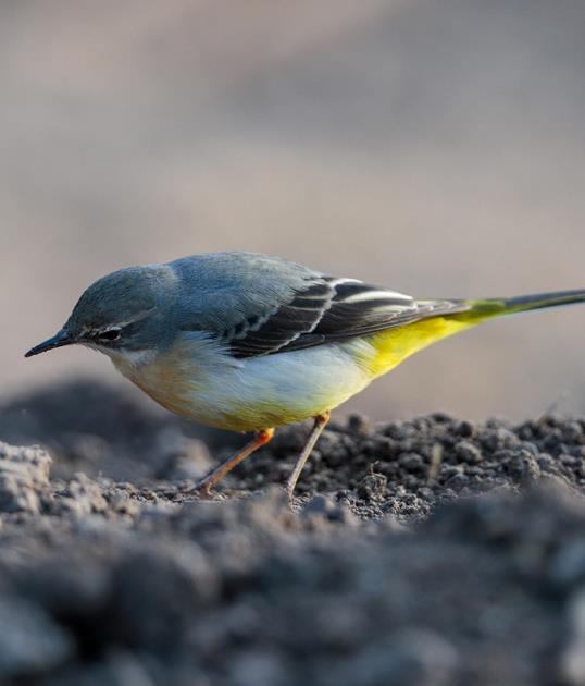 gilfenklamm-gebirgsstelze[2]